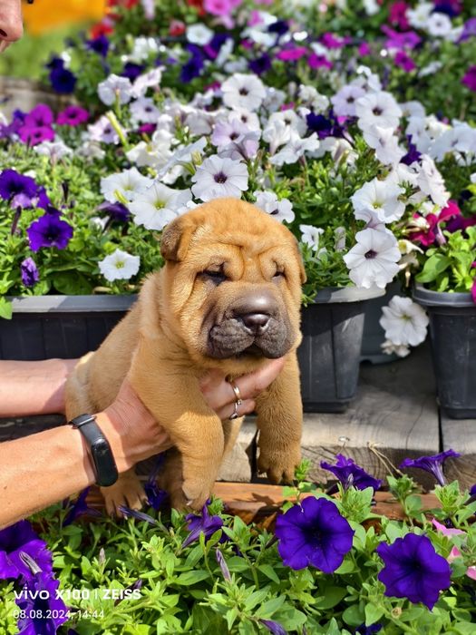 Продам щенка шарпея.