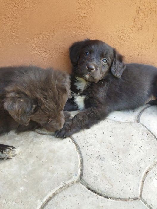 Отдам щенков , 3 девочки