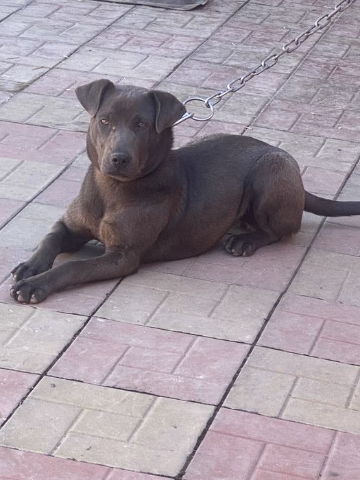 Питбуль Стаффорд