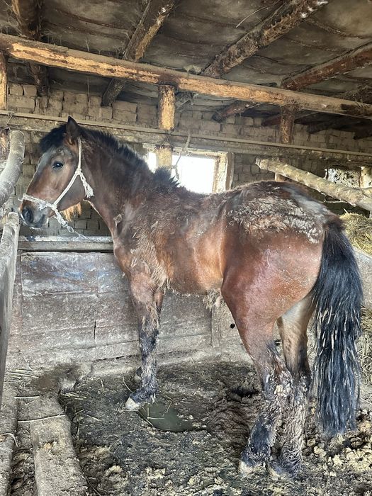 Құнандар сатылады семіз