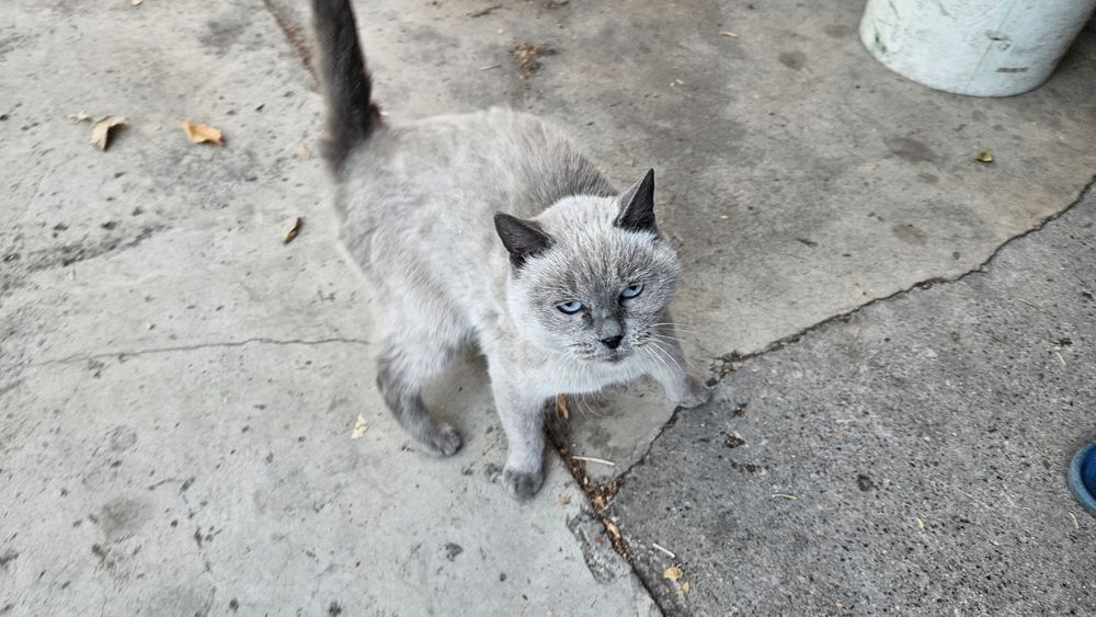 Отдам сиамскую кошку
