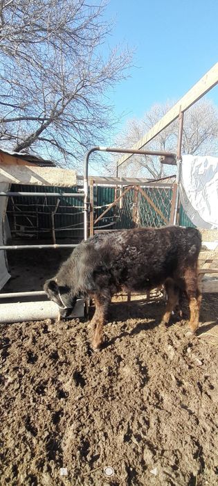 Ұзынағаш жаңақұрлыс