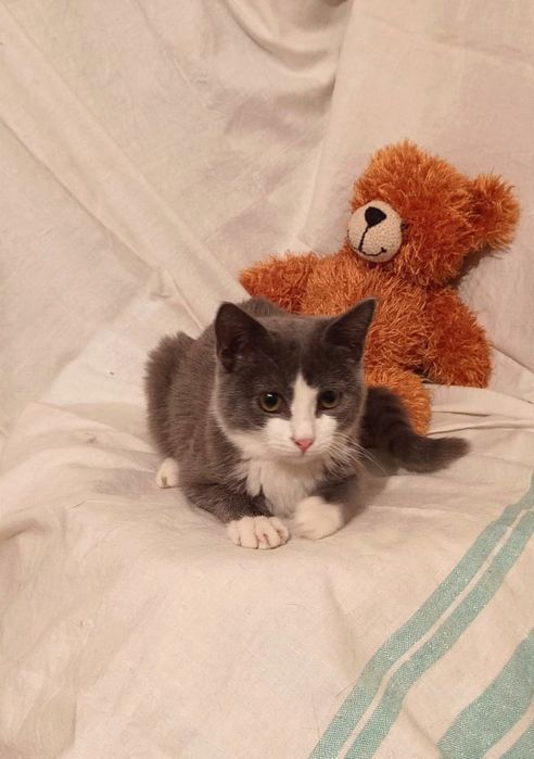 Котенок Граф мальчик 5месяцев