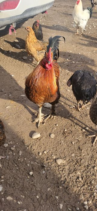 Продам домашние петухи