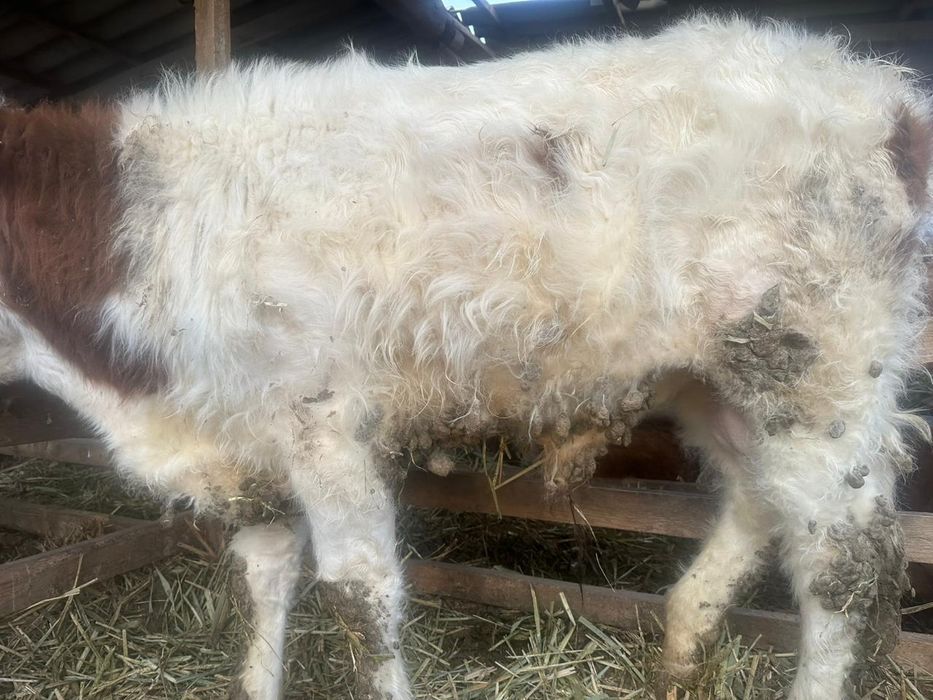 Еркек баспақтар сатылады