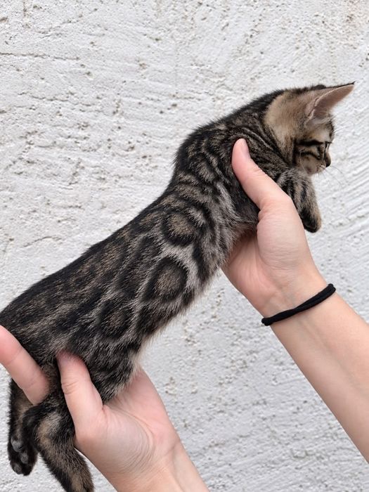 Бенгальский котёнок