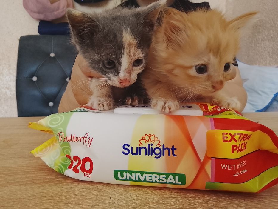 Отдам в добрые руки даром кошек и котят