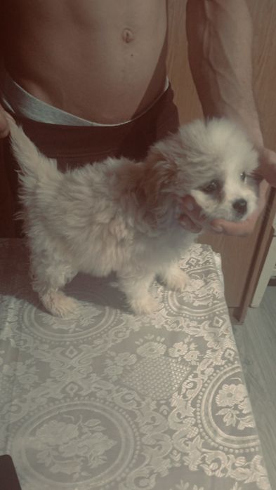 Cățelușa bichon maltez 2 luni