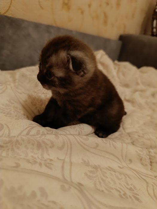 Продам котят Скоттиш Страйт