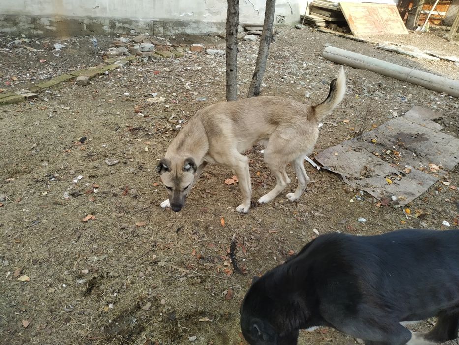 Alabay kangal sotiladi