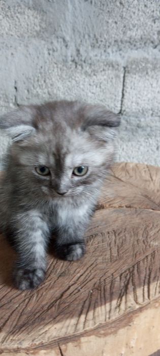 Продаю котенка, породы бретанец веслоухий,! Есть доставка платная.
