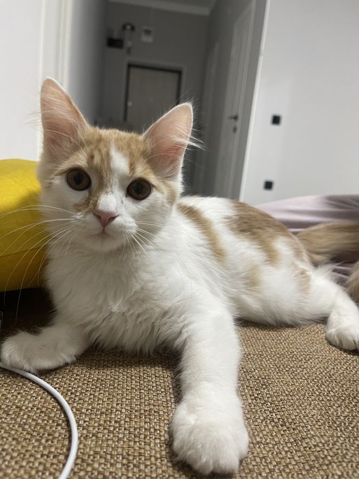 кошка в добрые руки