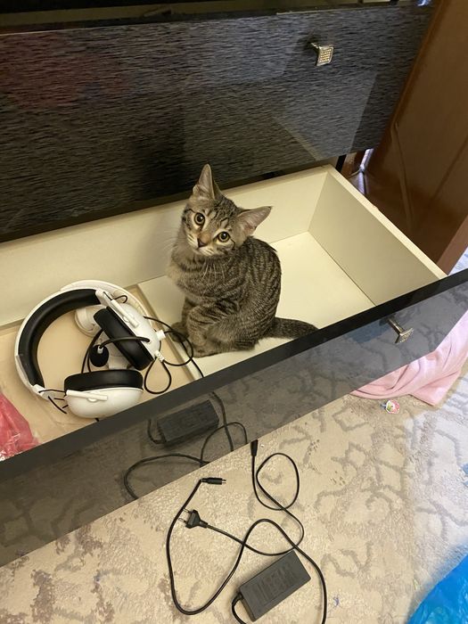 Отдам кота в хорошие руки