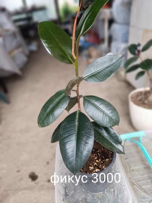 Продам фикусы срочно