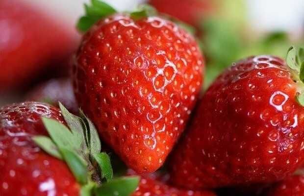 Stoloni capsuni Clery