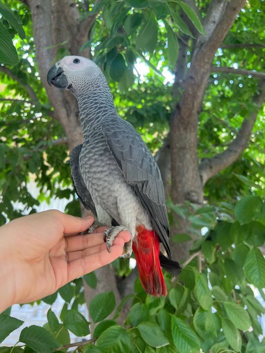 Продам попугая жако 580к