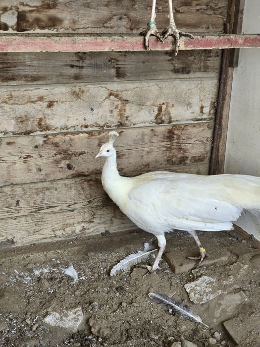 Vand pauni diferite varietati