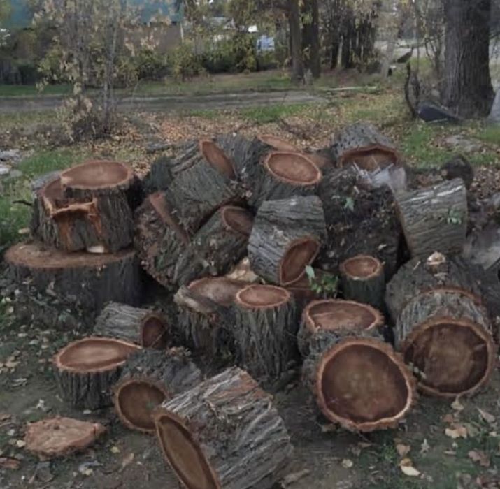 Отын аламыз жеміс тал қайрағаш