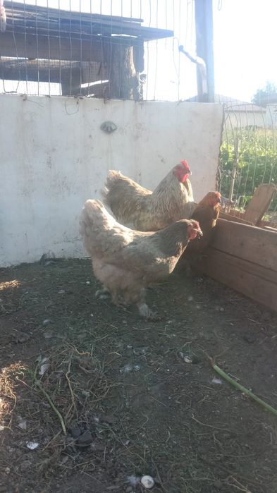 Обменяю трех кур и одного петуха