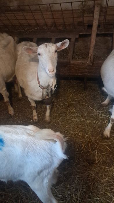 Vând lapte proaspăt de capra 16 lei litru