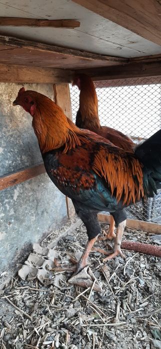 “Sifatli va sog‘lom xórozlar sotiladi!”