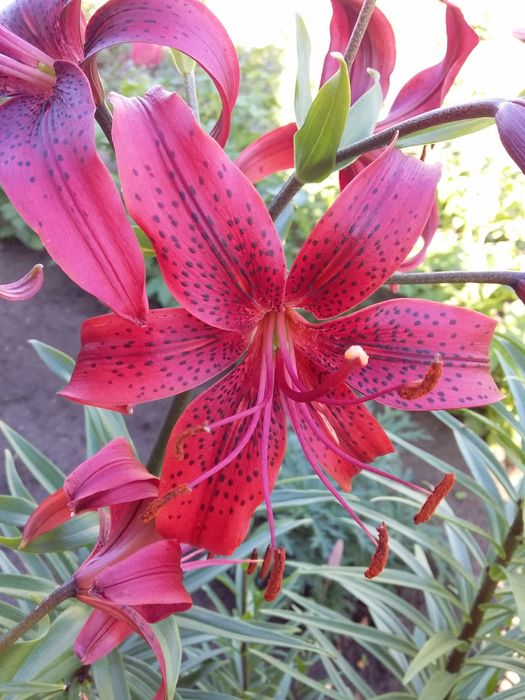 Продам корни лилий