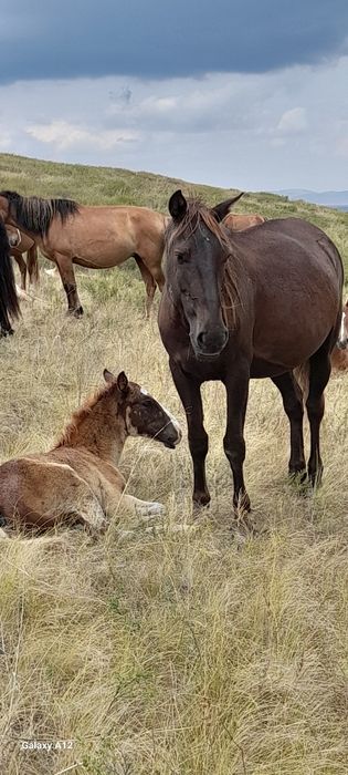 Кобылы с жеребятами