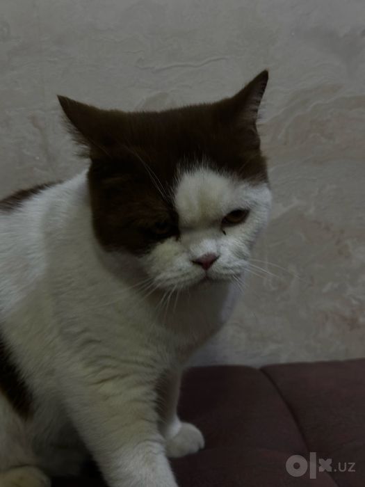 Продаю британскую короткошёрстную кошку