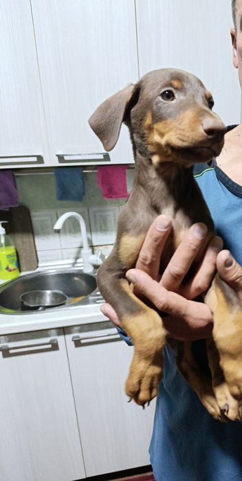 Доберманы 2 месяца