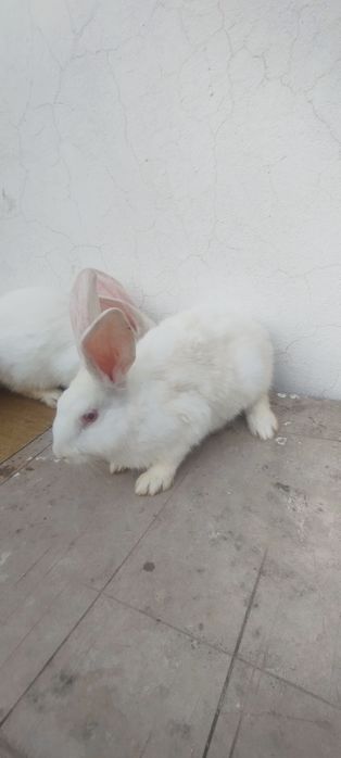 Hikol quyonlar sotiladi