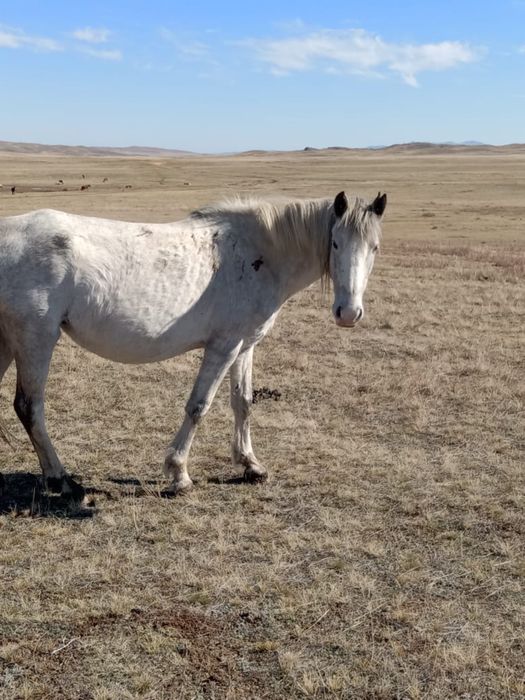 Жақсы жылқылар сатылады