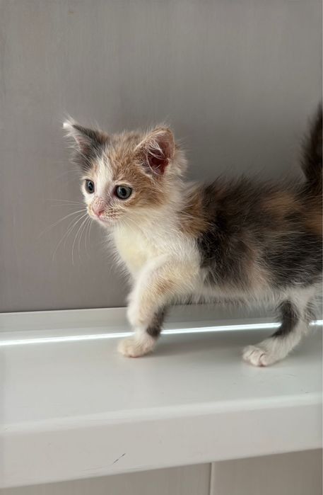 Котенок девочка ищет дом