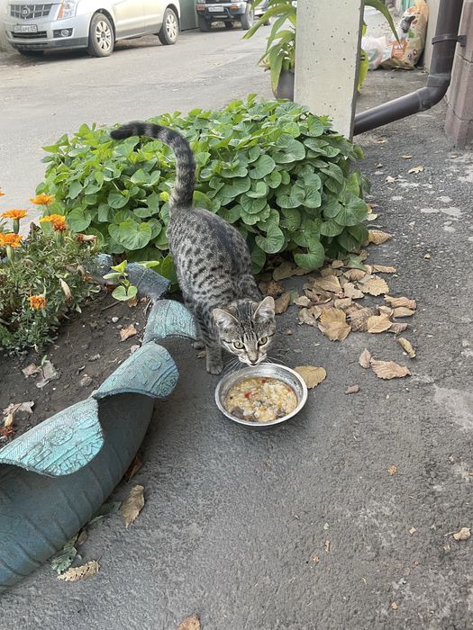 Отдам в хорошие руки котёнка