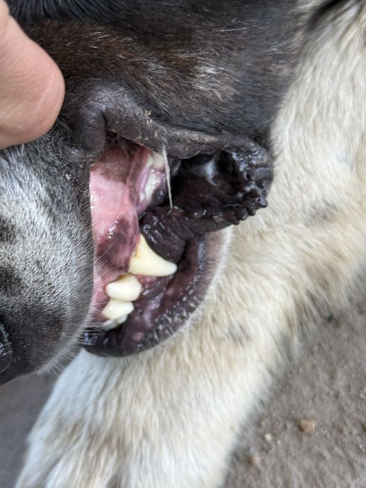 Алабай кушык 1 жас 1 ай