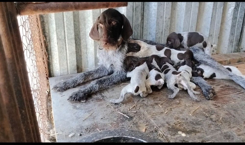 Продам щенков охотничьи. От рабочих родителей.