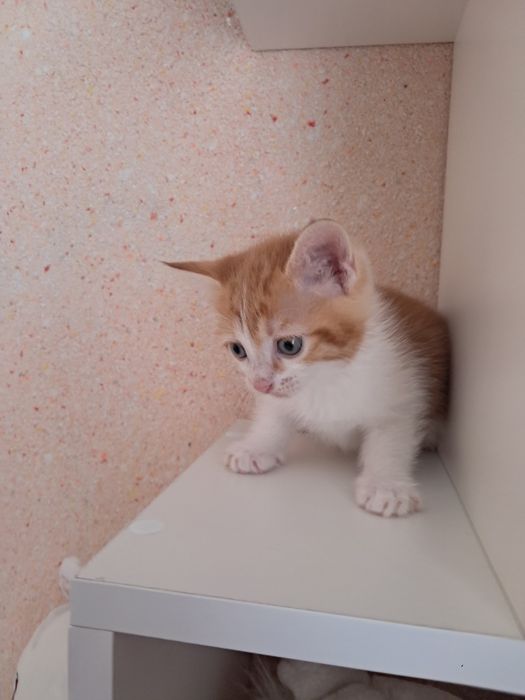Отдам котят в хорошие руки