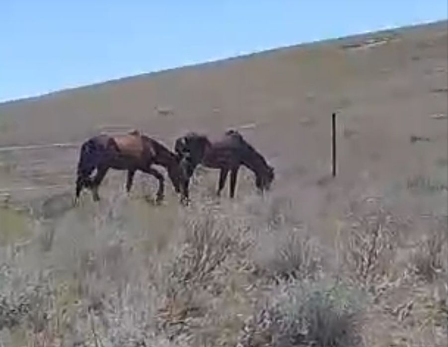 Жылкы 2 жасарлар сатылады