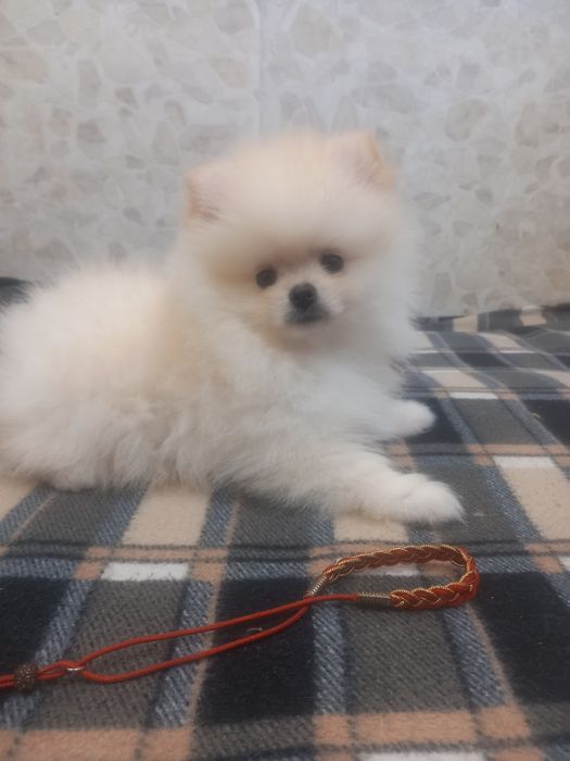 Щенки цверг шпица, мальчик и девочка