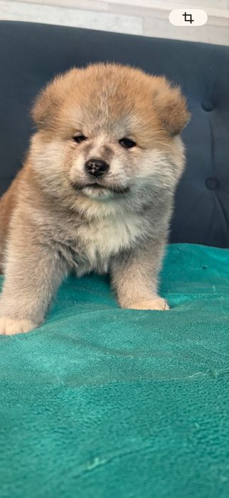 Щенки акита-ину, мальчики