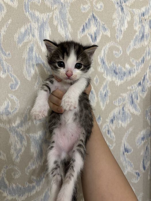 В добрые руки котята