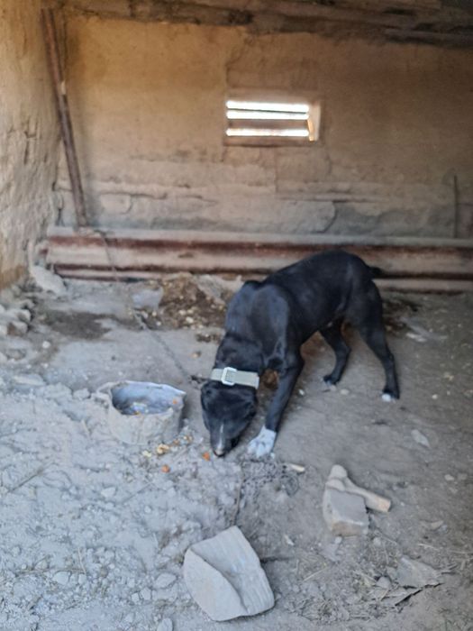 Пидбул тобет шатыскан