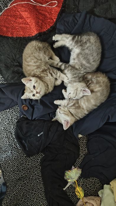 Продаются шотландские котята