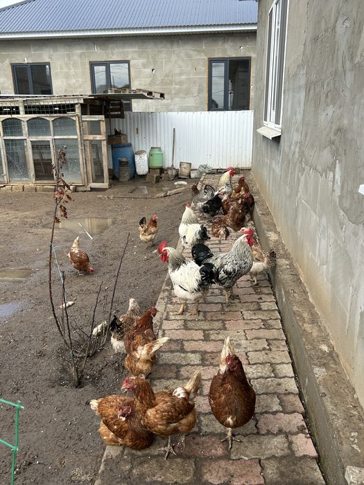 продам петухи куры