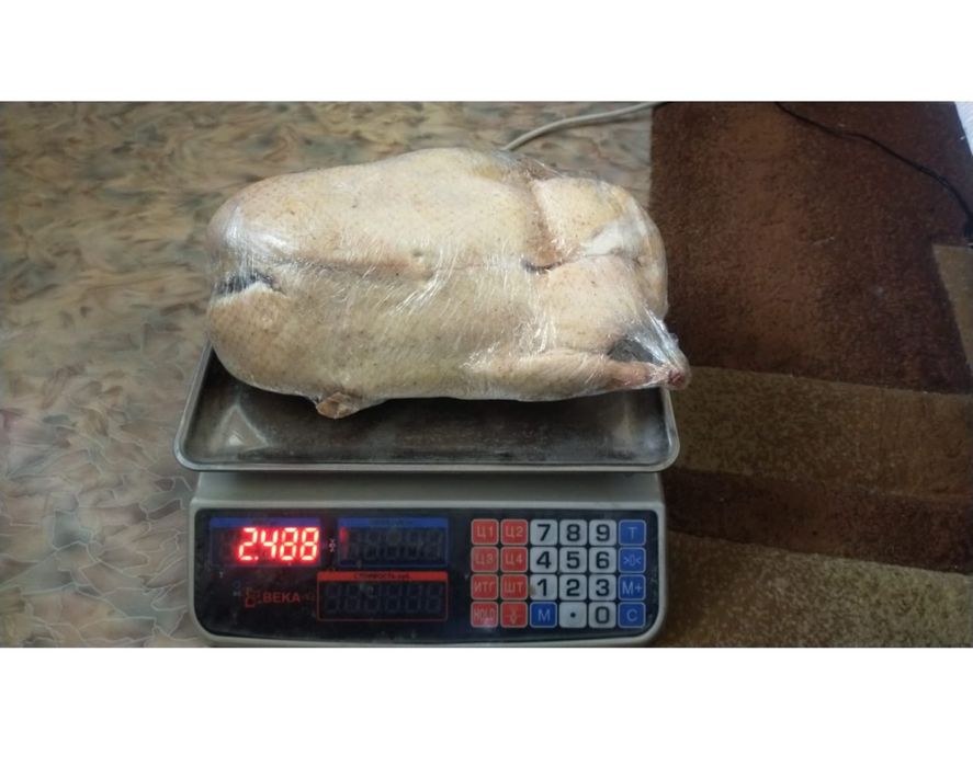 Гуси , утки домашние