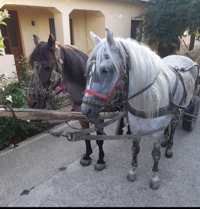 Vând o pereche de cai