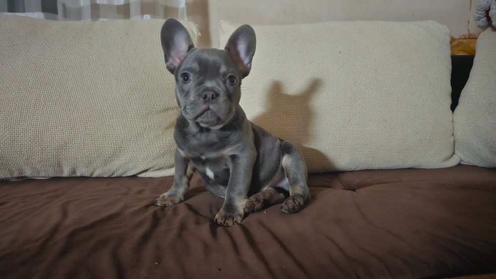 френски булдог .