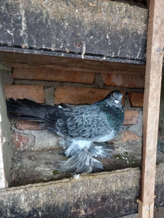 Tapalagos de vanzare