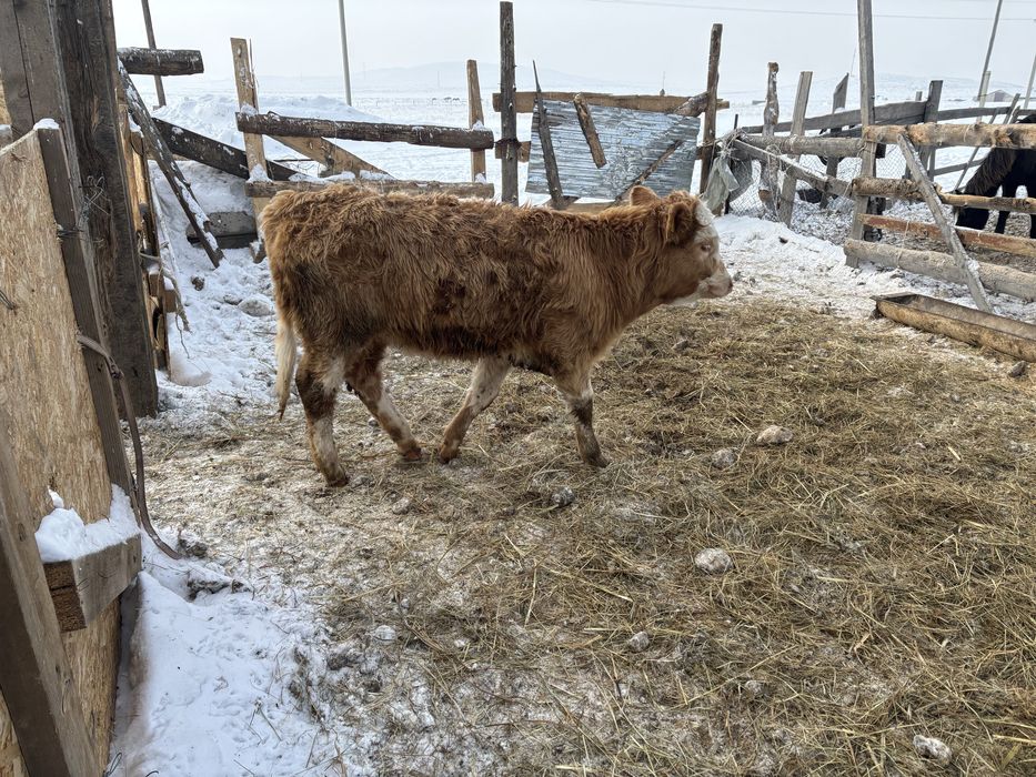 Продам теленка 11 месяц