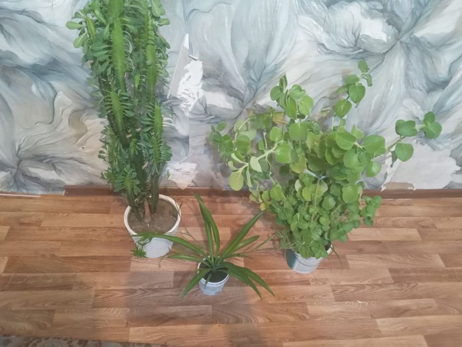 Продам цветы харошыйе