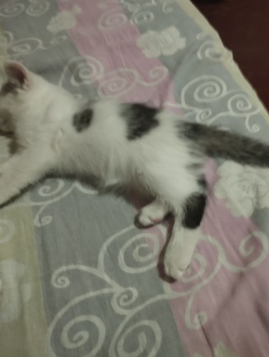 Отдам даром,4котят